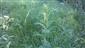 Stenactis annua a Astragalus asper