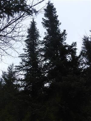 Typický habitus.
