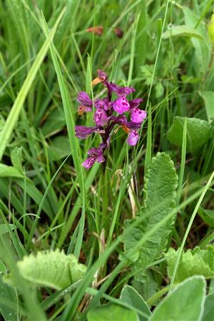 Orchis morio.