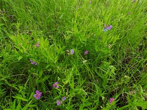 Lathyrus palustris v NPR Abrod.