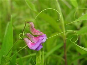 Lathyrus palustris v NPR Abrod.