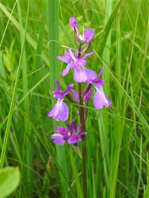 Orchis palustris v NPR Abrod.