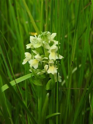 Dactylorhiza ochroleuca v NPR Abrod.