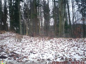 foto_rys1