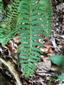 Blechnum spicant