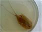 Triops cancriformis