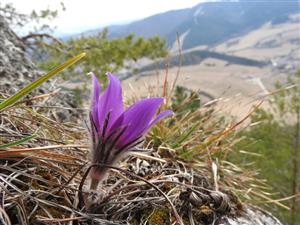 Pulsatilla slavica