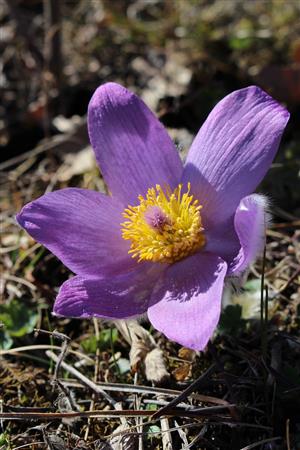 Pulsatilla grandis