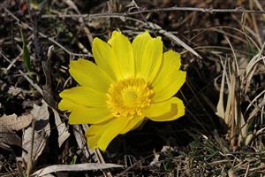 Adonis vernalis