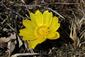 Adonis vernalis