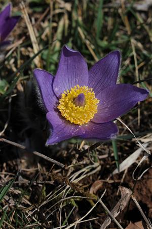 Pulsatilla grandis