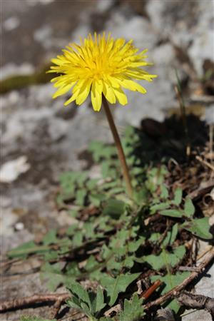 Taraxacum erythrospermum