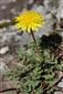 Taraxacum erythrospermum