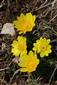 Adonis vernalis