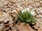 Galanthus nivalis