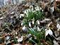 Galanthus nivalis