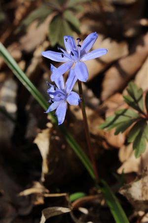 Scilla drunensis subsp. buekkensis