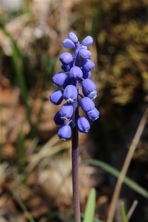 Muscari botryoides
