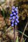 Muscari botryoides