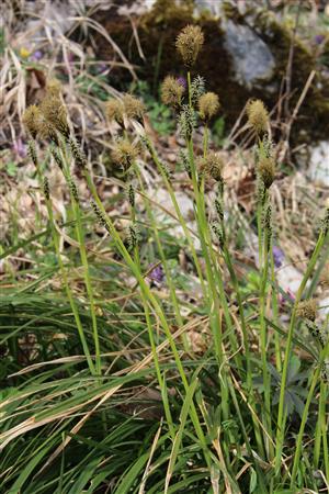 Carex brevicollis