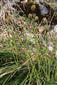 Carex brevicollis