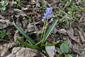Scilla kladnii