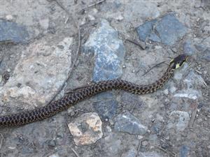 Zamenis longissimus