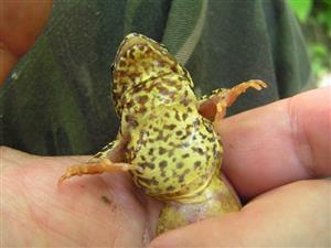 Rana temporaria