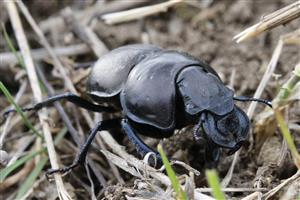 Lethrus apterus