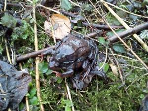 Amplexus
