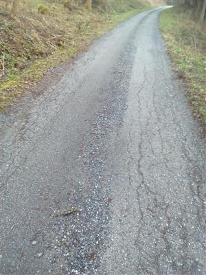 Salamandra škvrnitá