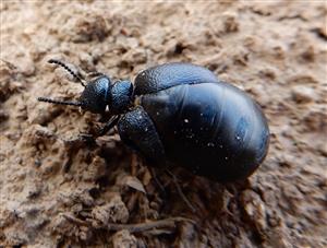 Meloe brevicollis