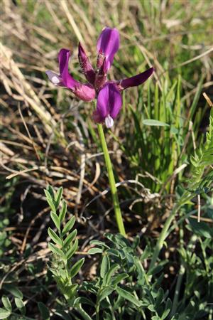 Astragalus vesicarius