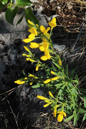 Corothamnus procumbens