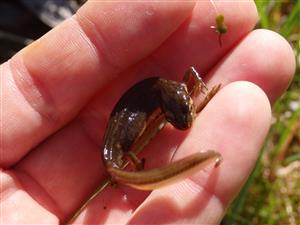 Triturus vulgaris