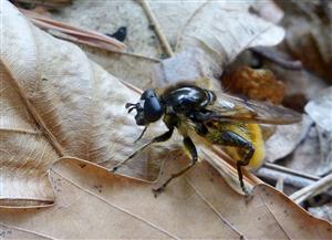 Brachypalpus chrysites