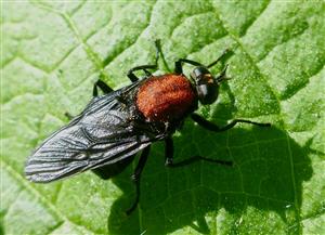 Clitellaria ephippium