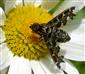 Exoprosopa jacchus (Fabricius, 1805)
