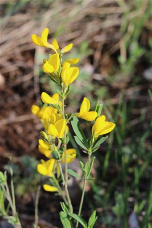 Corothamnus procumbens