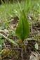 Ophioglossum vulgatum