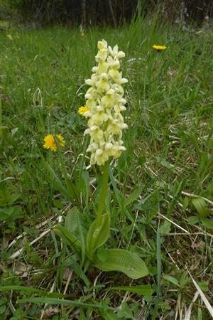 Orchis pallens