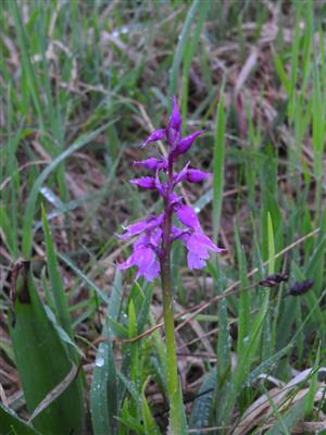 Orchis mascula.