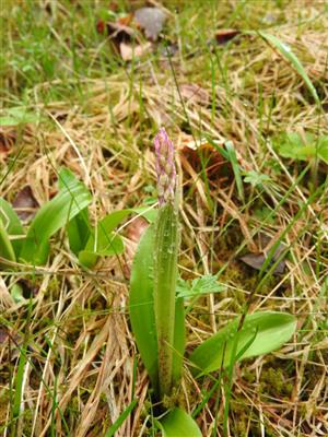 Orchis mascula.