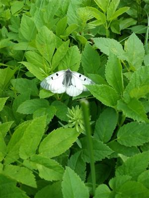 Parnassius mnemosyne