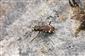 Cicindela (Cicindela) sylvatica sylvatica Linnaeus, 1758