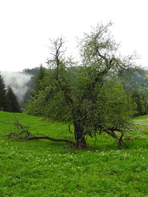 Stará jabloň.