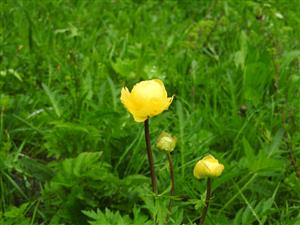 Trollius