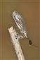 Dichrostigma flavipes (Stein, 1863)