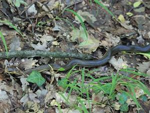 Zamenis longissimus