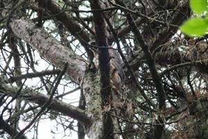 mladý vták vedľa hniezda